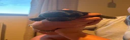Lurcher dogs for sale: Collie greyhound whippet greyhound Lurcher pups  - Advert 7