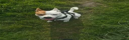 Mixed Breed dogs for sale: Parson Russell Terrier × Staffordshire Bull Terrie - Advert 2