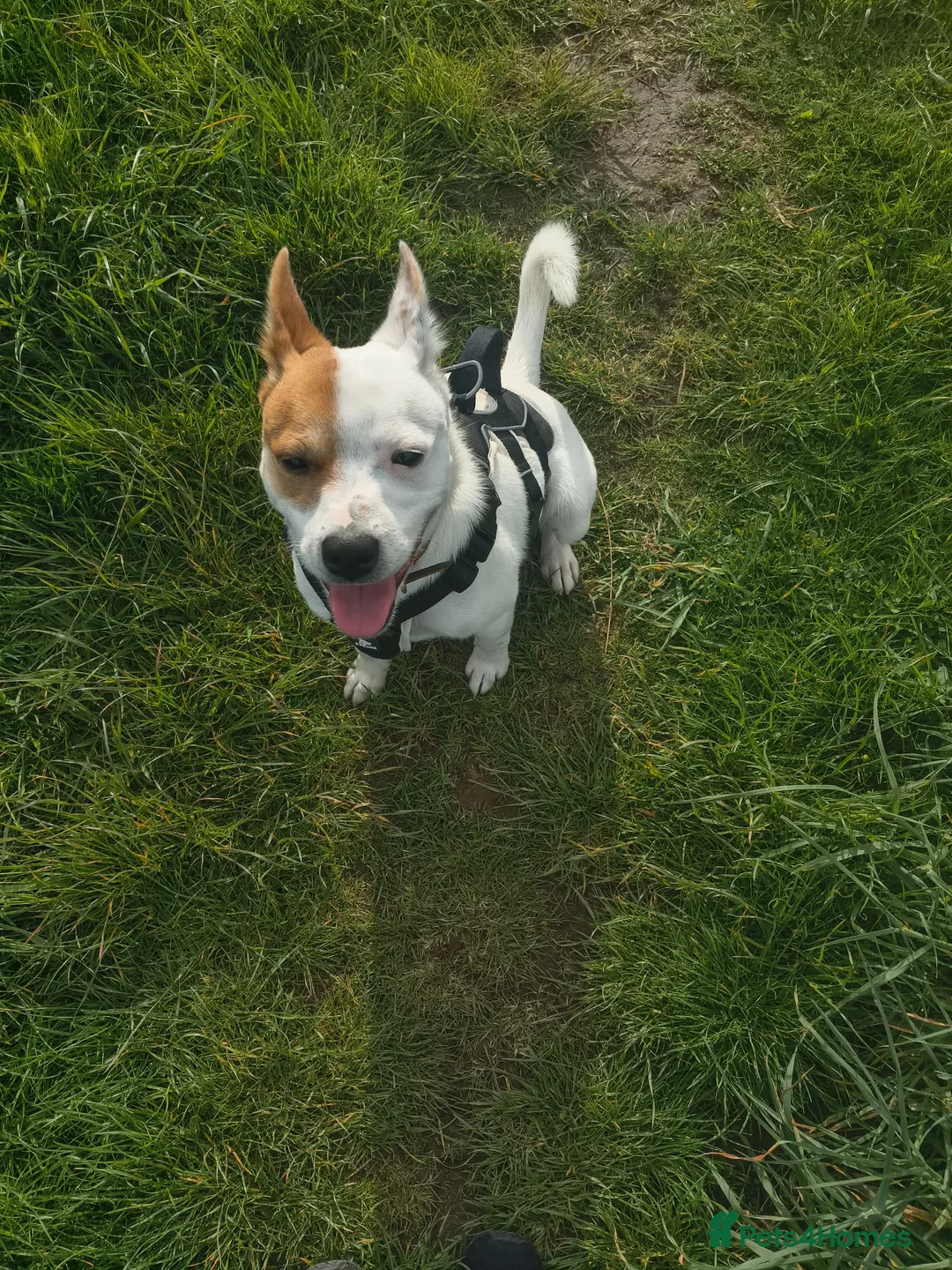 Mixed Breed dogs for sale: Parson Russell Terrier × Staffordshire Bull Terrie - Advert 2
