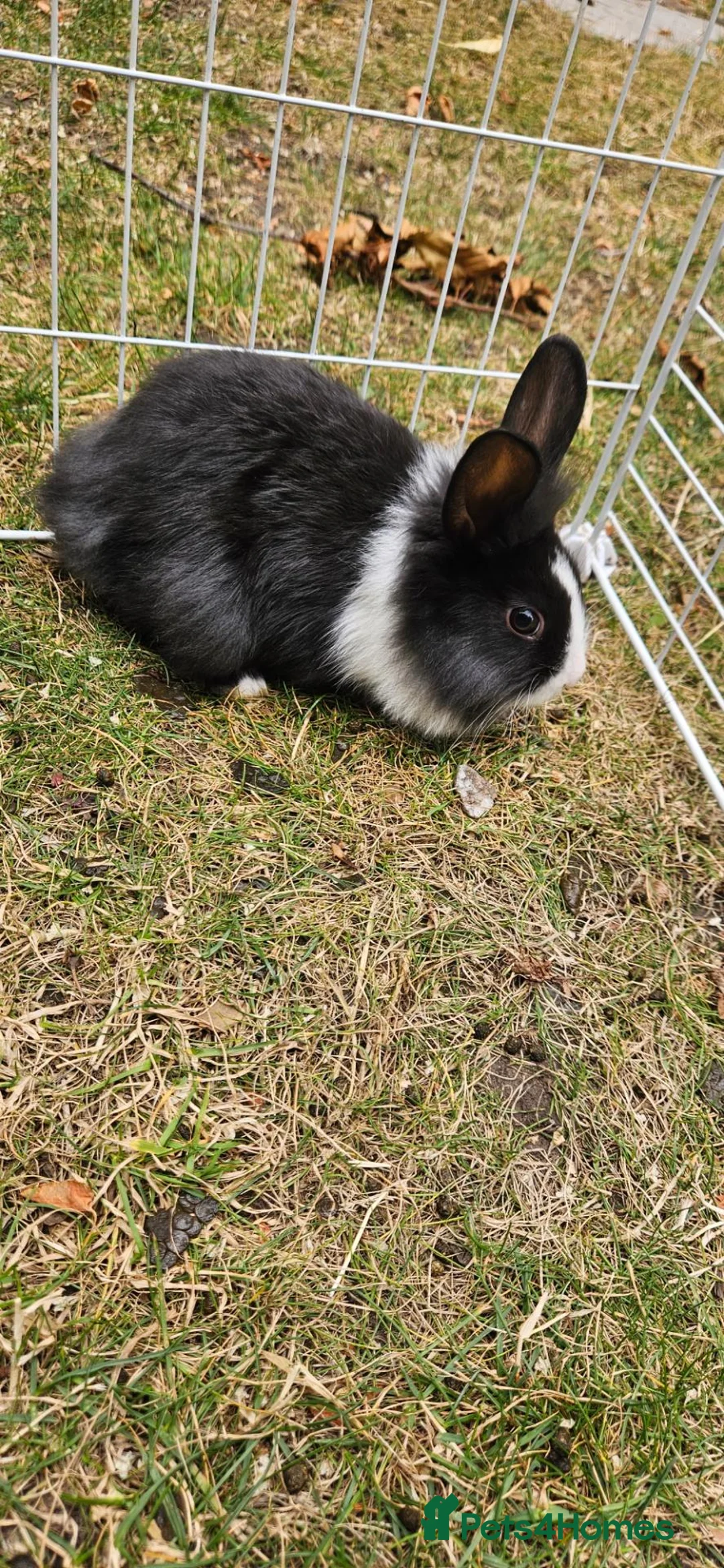Mixed Breed rabbits for sale: They are friendly rabbits 💕 - Advert 16