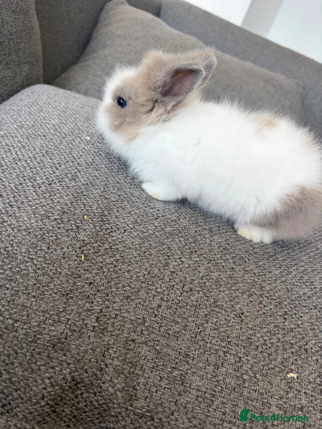 Lionhead rabbits for sale: Double-main dwarf lionhead rabbit  in Liverpool - Advert 2