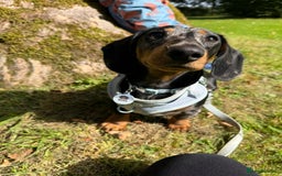 Dachshund dogs for sale: Black & Tan Dapple Dachshund - 8 month old - Image 5