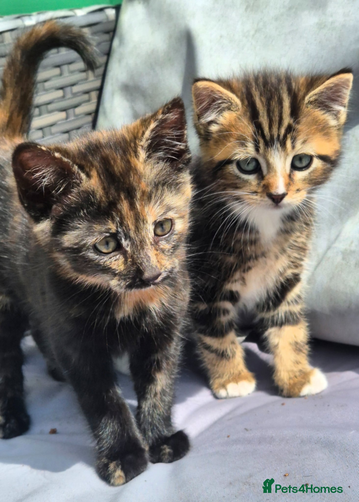 Mixed Breed cats Stunning kittens for sale TWO left 😊  - Advert 1