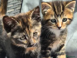Mixed Breed cats Stunning kittens for sale 😊 - Advert 5