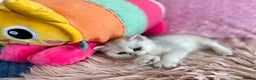 British Longhair cats for sale: British longhair and shorthair  - Advert 6
