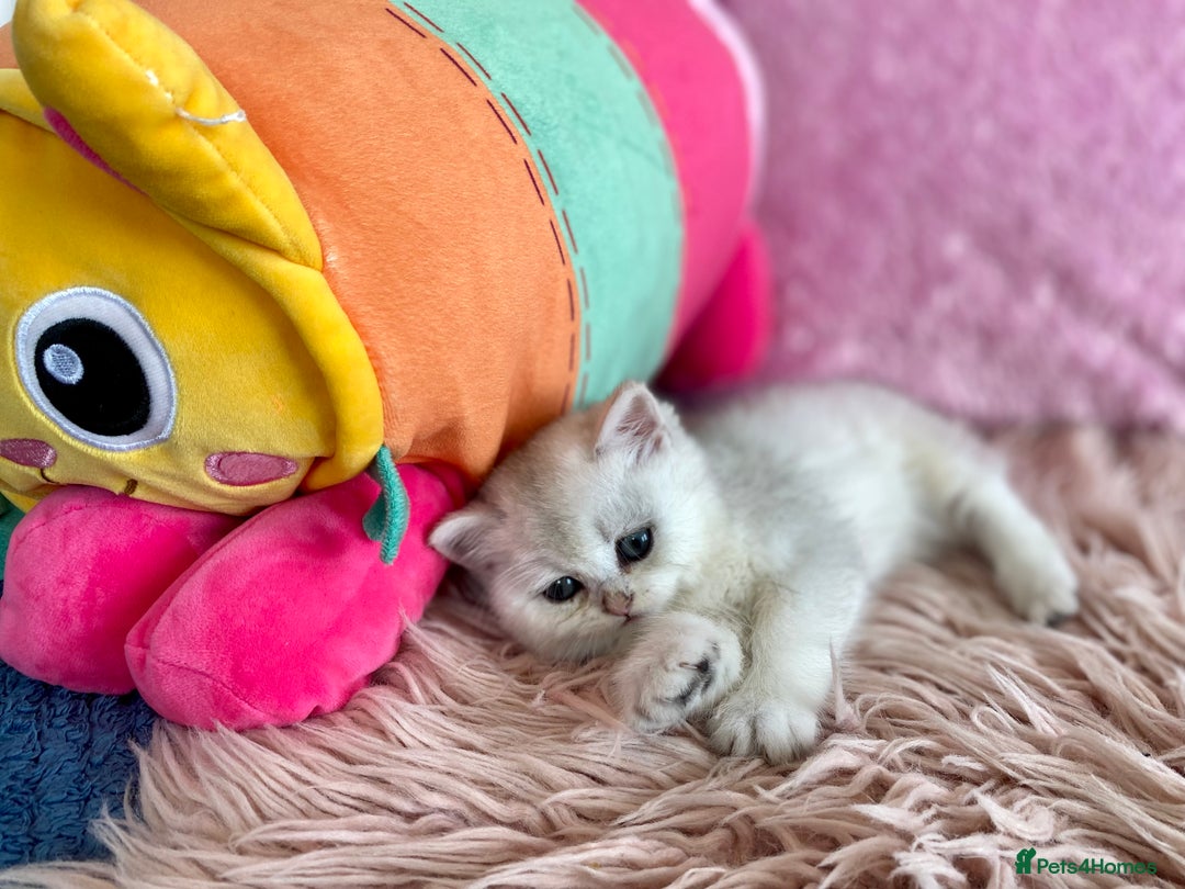 British Longhair cats for sale: British longhair and shorthair  - Advert 6