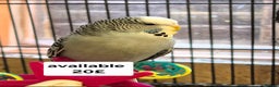 Budgerigars birds for sale: Budgies Birds by pre-order, exclusive birds - Advert 7