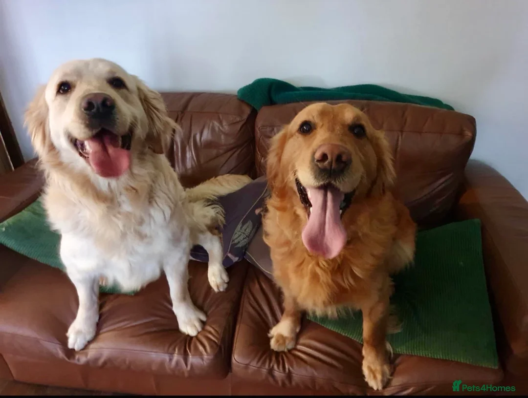 Golden Retriever dogs for sale: Beautiful Golden Retriever Puppies for Sale - Advert 6