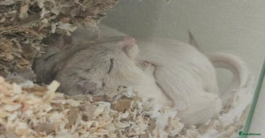 Gerbil rodents for sale - Advert 12