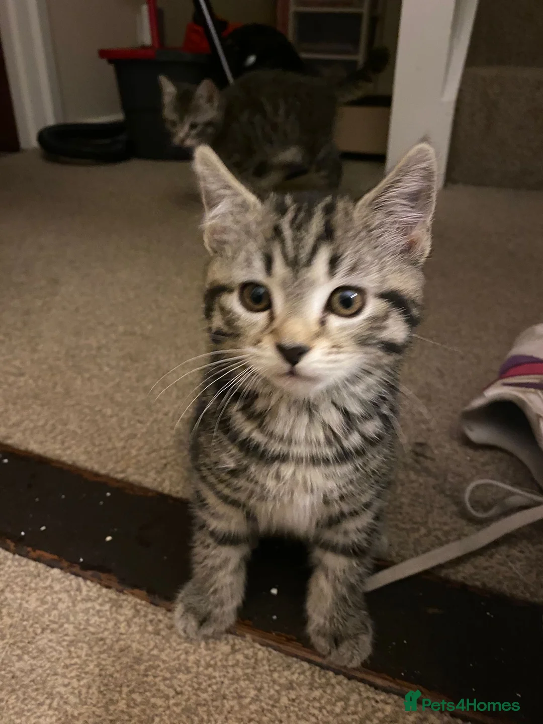 Domestic Shorthair cats for sale: 3 males and 1 female ready for their forever home - Advert 2