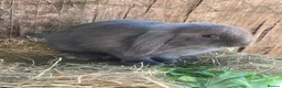 Mini Lion Lop rabbits for sale: Mini Lion Lop Babies & Mom  - Advert 14