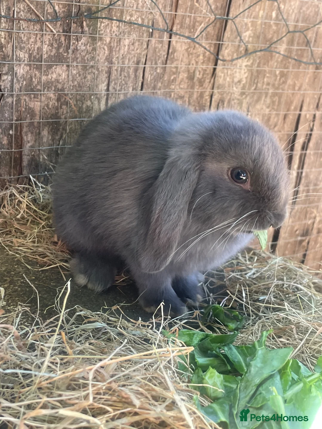 Mini Lion Lop rabbits for sale: Mini Lion Lop Babies & Mom  - Advert 14
