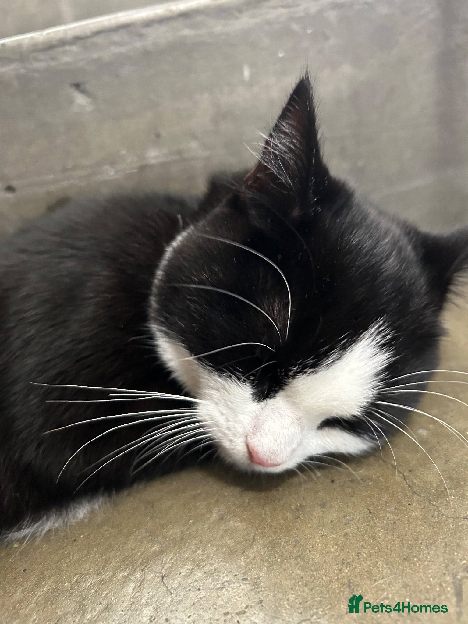 Mixed Breed cats Black and white cat - Advert 2