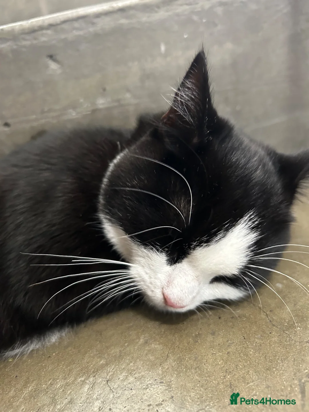 Mixed Breed cats for sale: Black and white cat in London - Advert 1