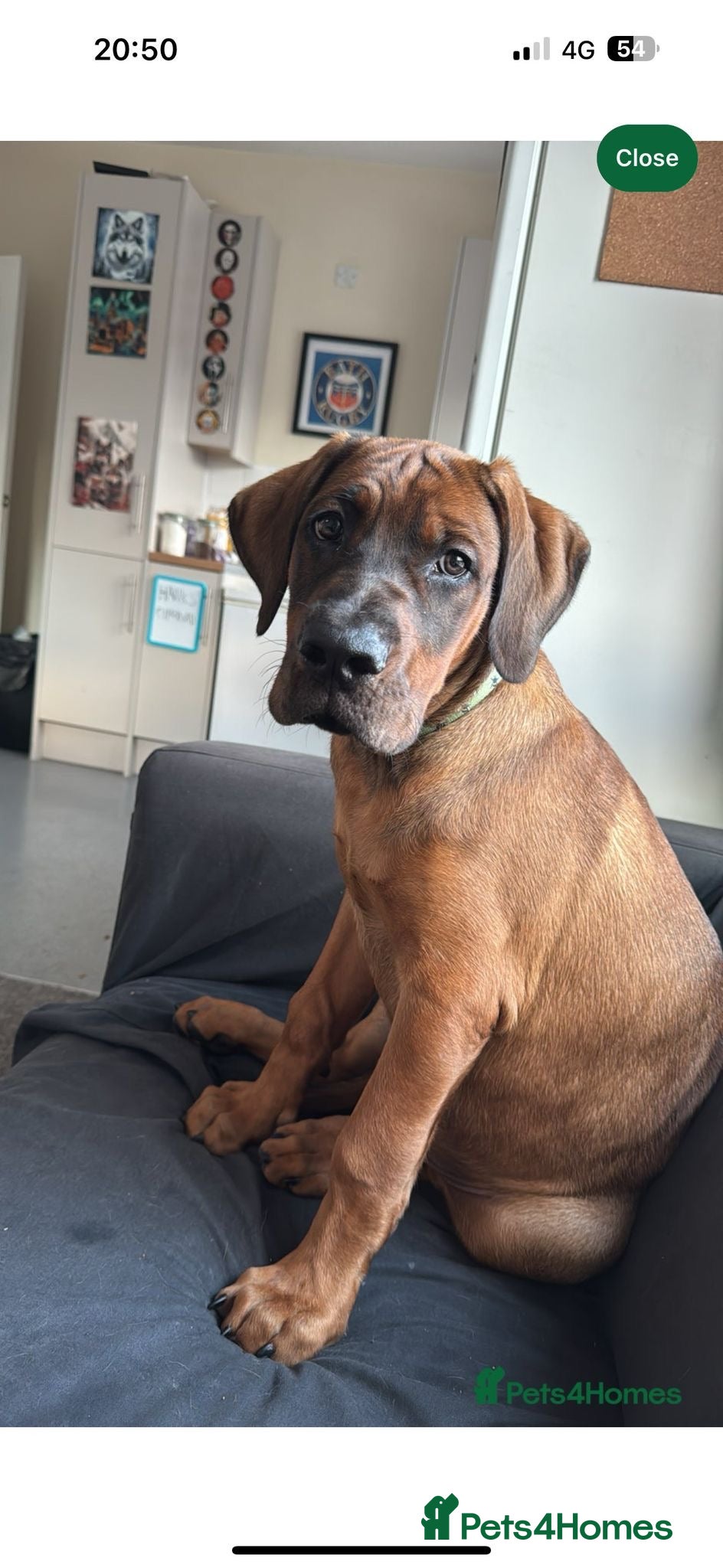 Mixed Breed dogs Hank the cane corso / Doberman  - Advert 4