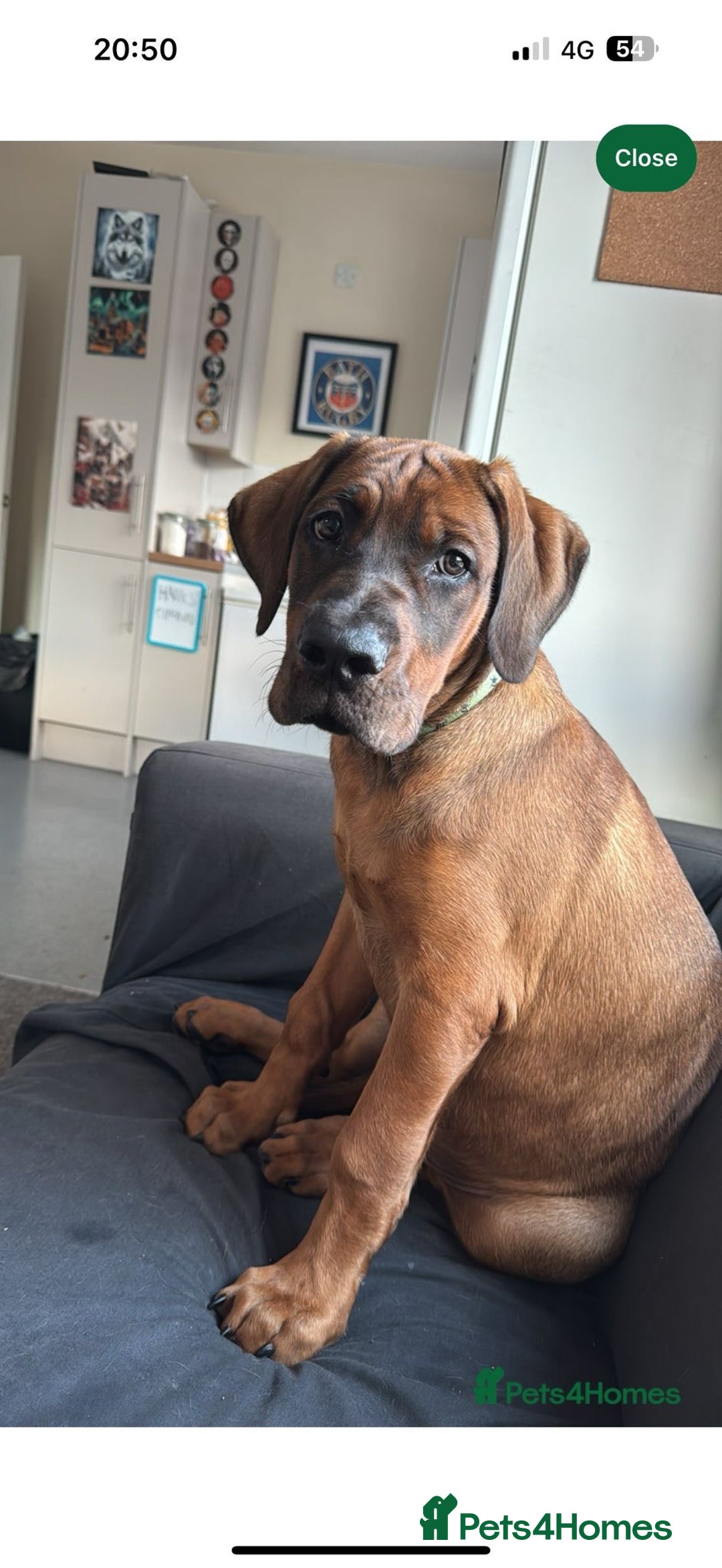 Mixed Breed dogs for sale: Hank the cane corso / Doberman  - Advert 1