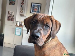 Mixed Breed dogs Hank the cane corso / Doberman - Advert 3