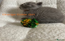 British Shorthair cats for sale: 4 purebred British shorthair kittens  - Image 3
