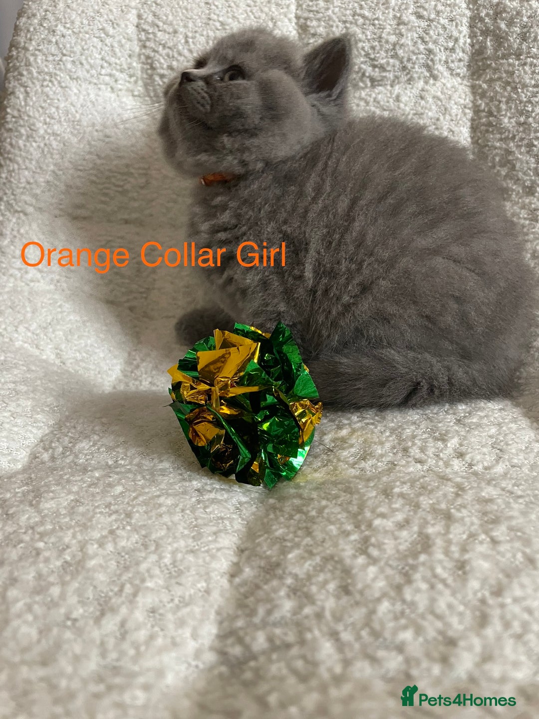 British Shorthair cats for sale: 4 purebred British shorthair kittens  - Image 3