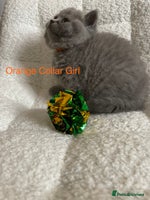 British Shorthair cats - Advert 12