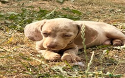 Miniature Dachshund dogs for sale: Beautiful Isabella dachshund puppies - Image 23