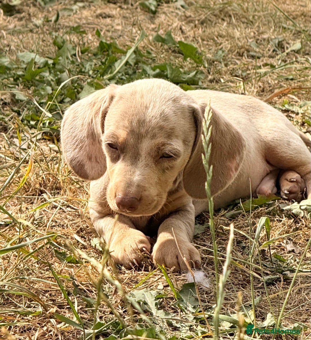 Miniature Dachshund dogs for sale: Beautiful Isabella dachshund puppies - Image 23