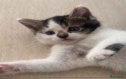 Mixed Breed cats for sale: Kitten for sale - Image 5
