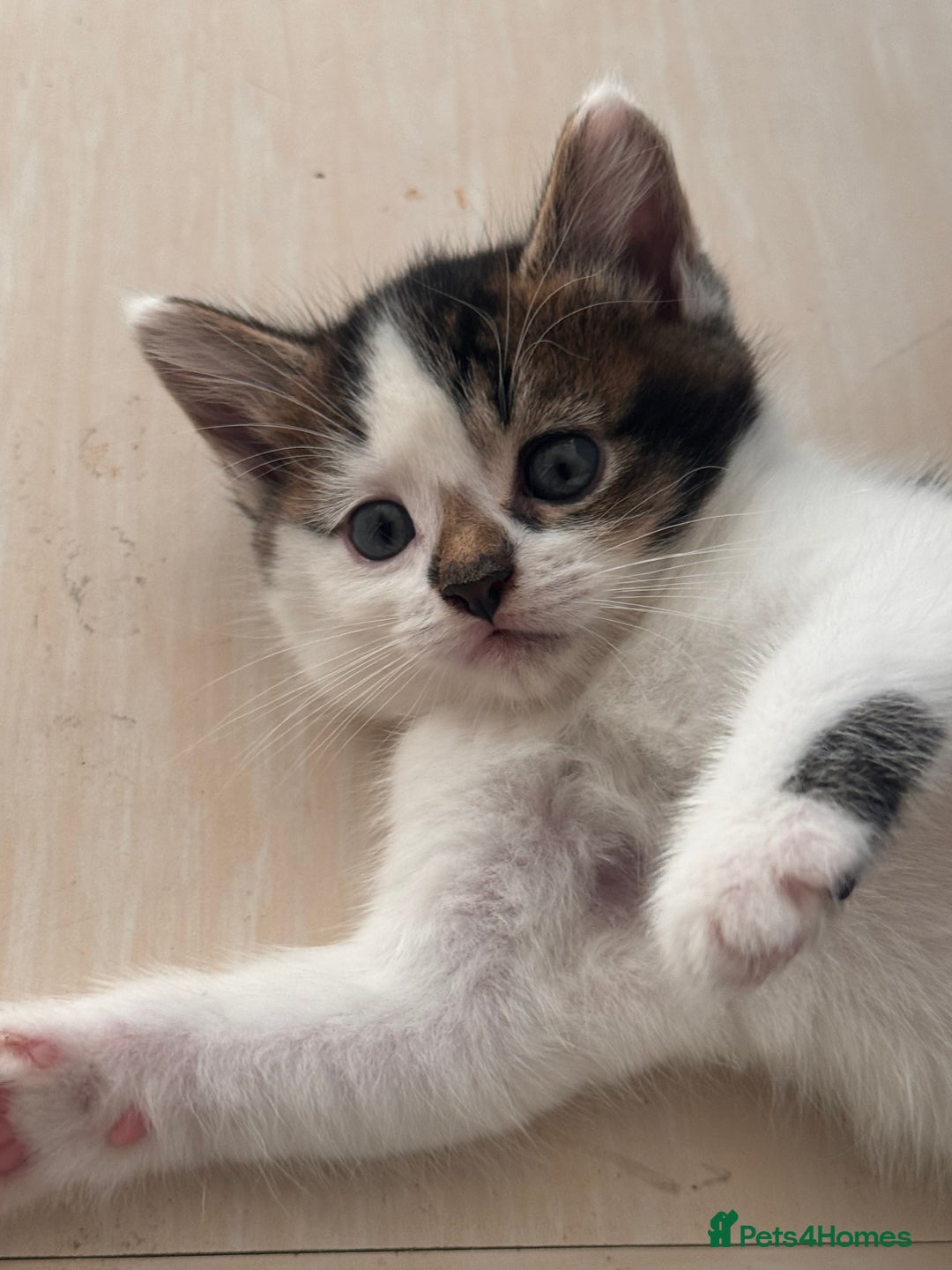 Mixed Breed cats for sale: Kitten for sale - Image 5
