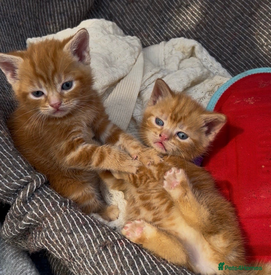 Mixed Breed cats Pure Ginger Mackerel Tabbies - Advert 19