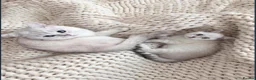 British Shorthair cats for stud: Young male cat for stud service - Advert 2