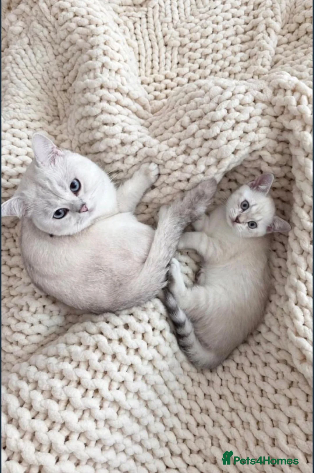 British Shorthair cats for stud: Young male cat for stud service - Advert 2