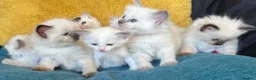 Ragdoll cats for sale: GCCF mom’s pure ragdoll kittens sale in London  - Advert 1