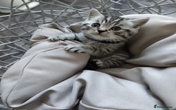British Shorthair cats for sale: Stunning British Shorthair Kittens For Sale - Image 12
