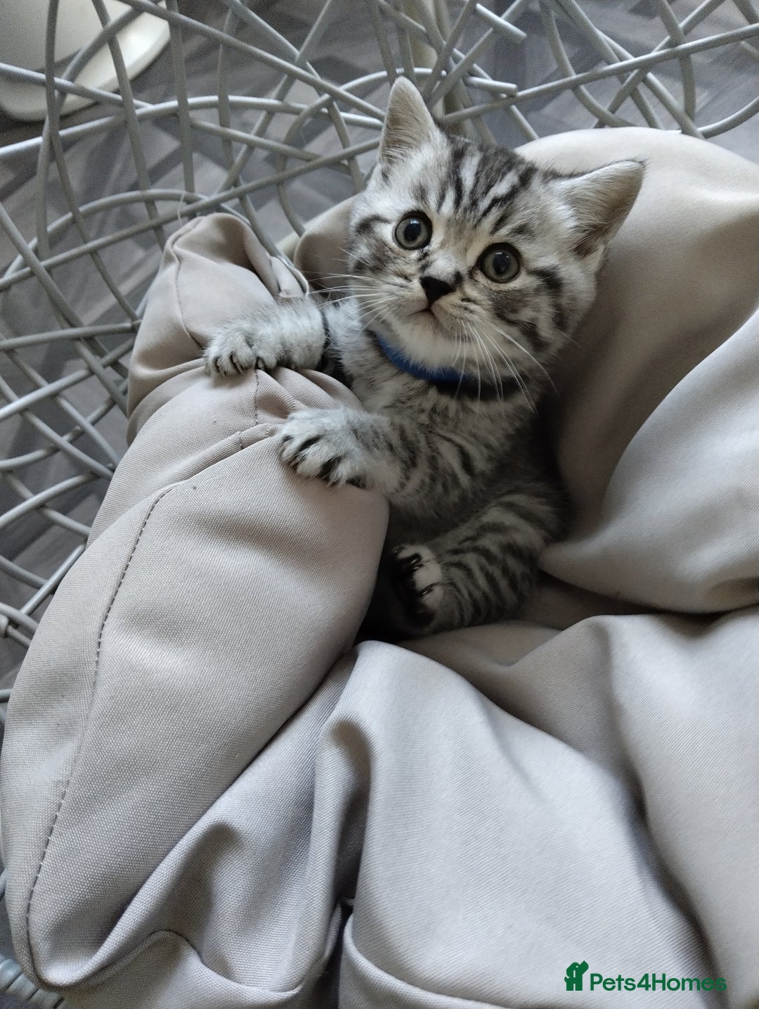 British Shorthair cats for sale: Stunning British Shorthair Kittens For Sale - Image 12