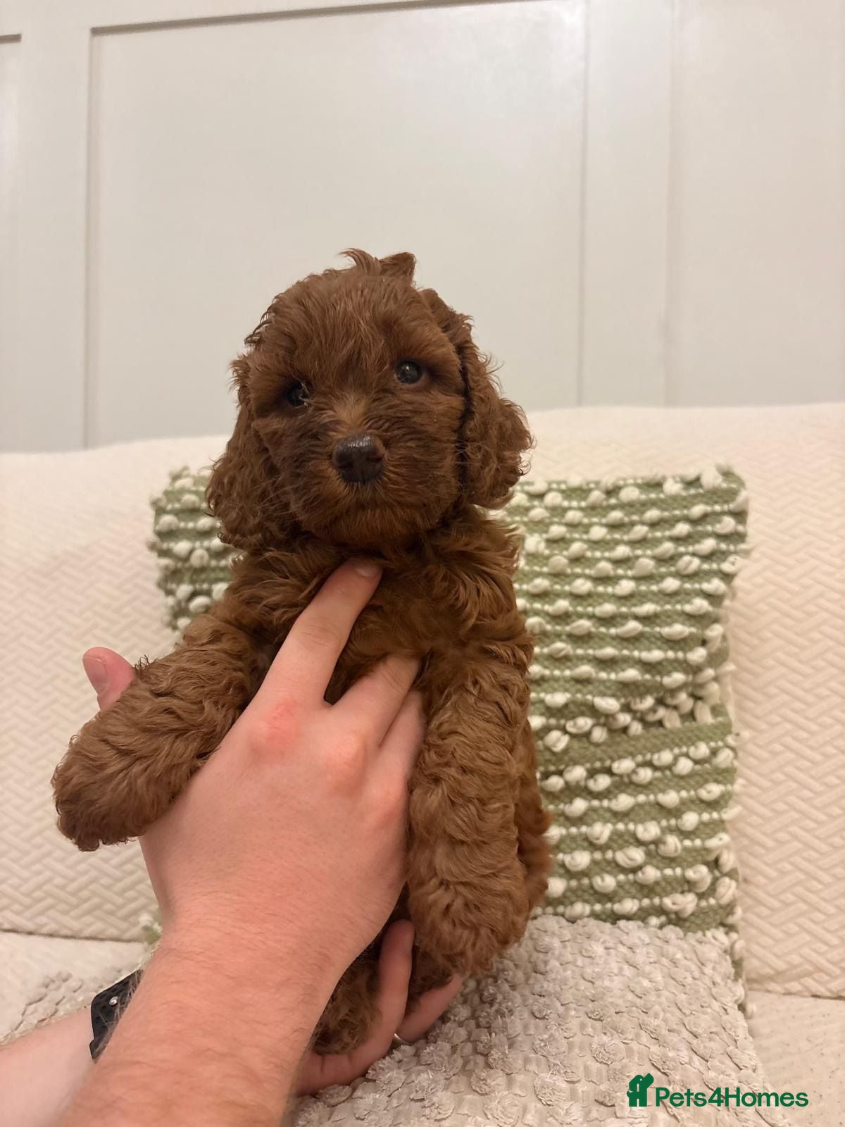 Cockapoo dogs Dark Fox Red Toy Cockapoos - Advert 11