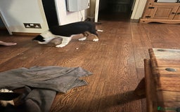 Border Collie dogs for sale: Collie x kelpie pups  - Image 6