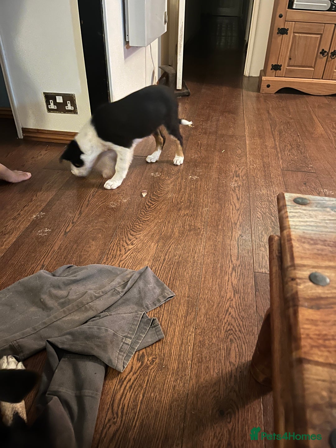 Border Collie dogs for sale: Collie x kelpie pups  - Image 6