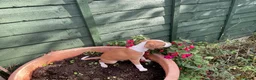 Italian Greyhound dogs for sale: Royal kennel club registered  - Advert 35