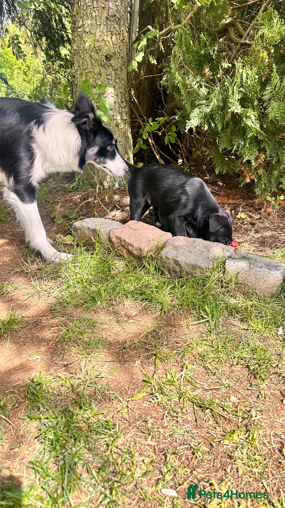 Mixed Breed dogs for sale: Collie x American bulldog  - Advert 25