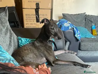 Lurcher dogs Lurcher for sale - Advert 2