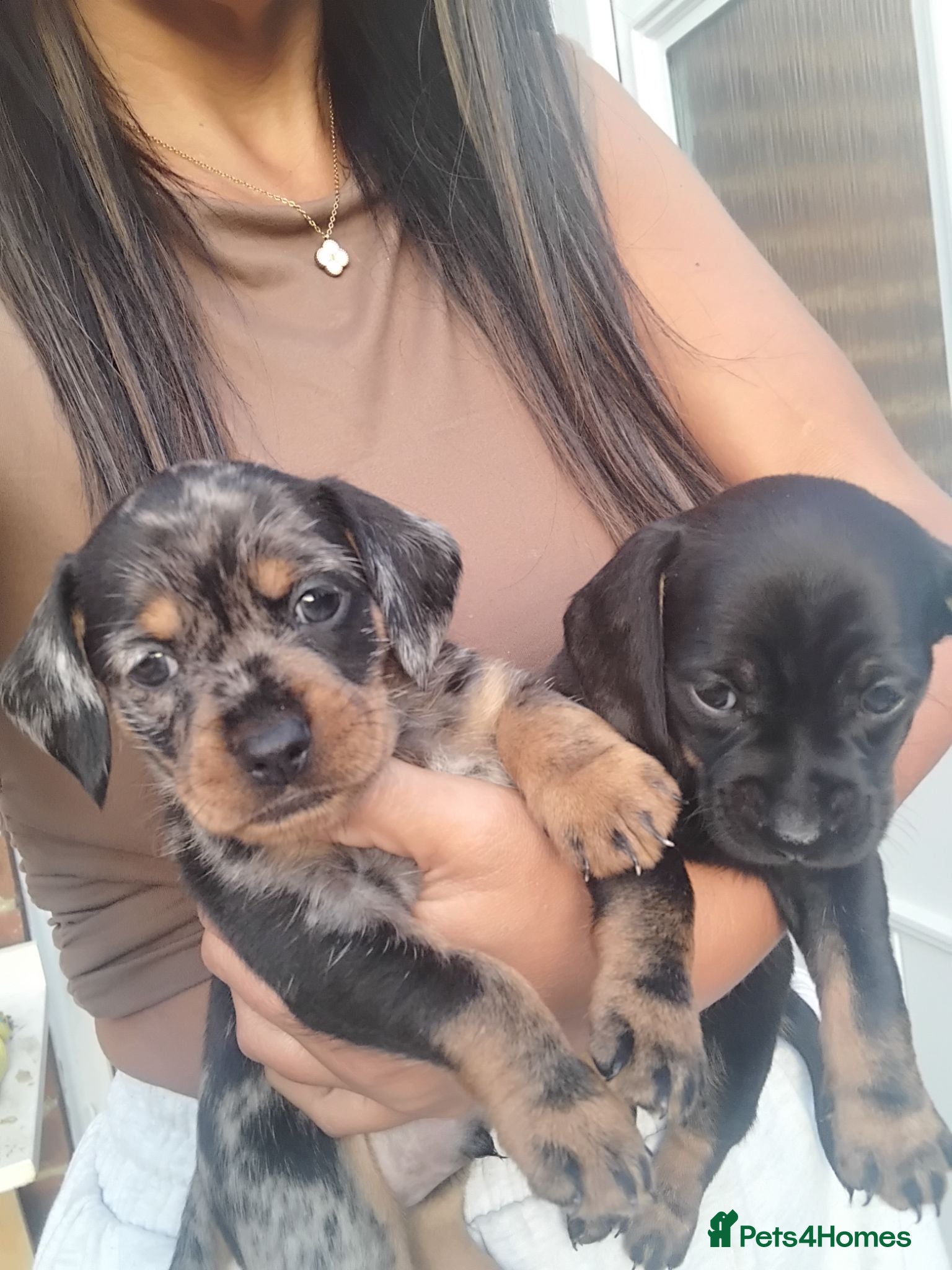 Mixed Breed dogs 5 beautiful dachshund cross brussels griffon pups  - Advert 1