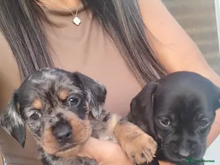 Mixed Breed dogs 5 beautiful dachshund cross brussels griffon pups - Advert 1