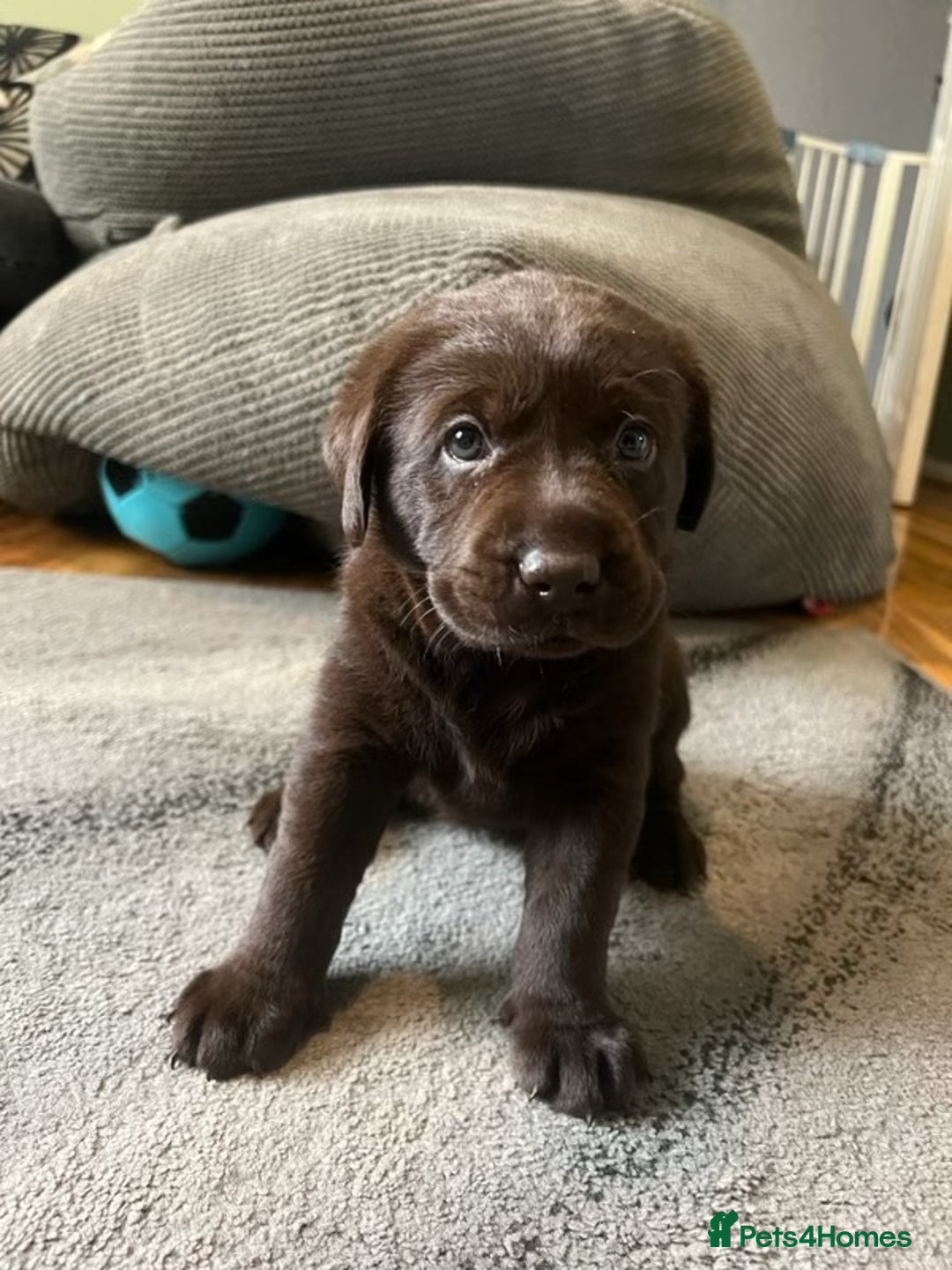 Labrador Retriever dogs for stud: KC Registered Yellow Labrador, Proven Stud  in Coalville - Advert 26