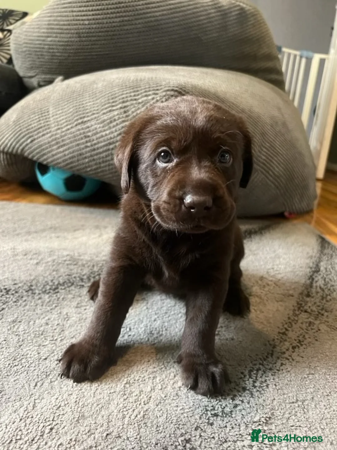 Labrador Retriever dogs for stud: KC Registered Yellow Labrador, Proven Stud  in Coalville - Advert 26