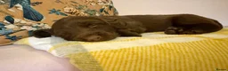 Mixed Breed dogs for sale: Doxie puppies  - Advert 13