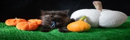 Ragdoll cats for sale: Gorgeous well handled kittens - Advert 3