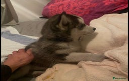 Siberian Husky dogs for sale: Gorgeous Siberian Husky pups %100 socialized - Advert 2