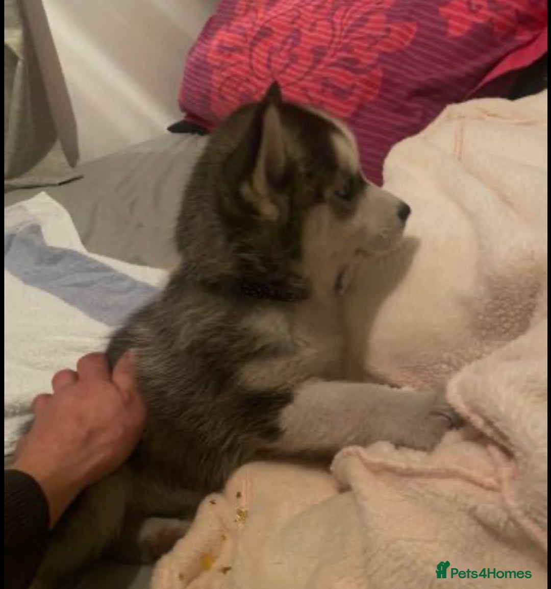 Siberian Husky dogs for sale: Gorgeous Siberian Husky pups %100 socialized - Advert 2