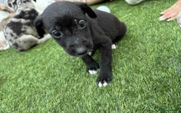 Lurcher dogs for sale: Lurcher pups  - Image 1