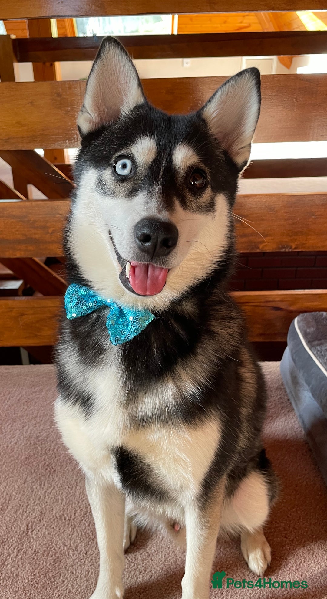 Pomsky dogs for stud: Beautiful F2 bi-eyed Pomsky for STUD  - Advert 4